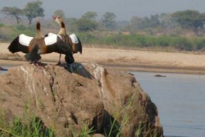 birdlife-at-chewore-lodge-campsite-2