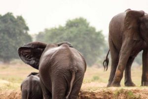 elephants-at-chewore-lodge-campsite-4