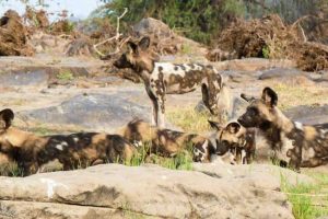 wild-dog-at-chewore-lodge-campsite