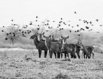 Photographic Safaris